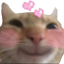 CC_Cat_LoveHappy emote