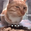 catsideeye Emote