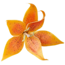 005_orangeflower emote