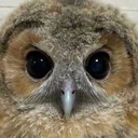 sova emote