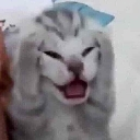 cat_oh_no emote