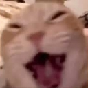 Laughing_Cat emote