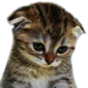 1KimiCat Emote