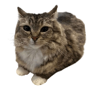 catchill Emote