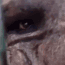 ayo emote