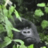 gorilla Emote