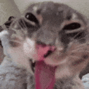 64387rigby1 Emote