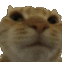 catno emote