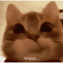 hmpppcat emote