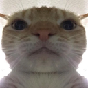 CatStare emote