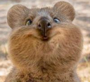 Animals5 Emote