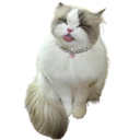 cutecattongue Emote