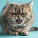 seethingcat_nld Emote