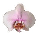 d_nes_zflowerdns emote