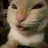 muheh_cat emote
