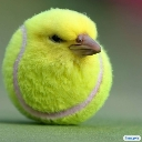 birb emote
