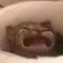 cat_cri Emote