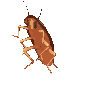g_roachdance emote