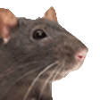ratJam emote