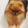 0_TeddyKiss emote