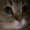 Spider_catmeow emote