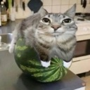 pussymelon emote