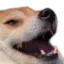 HAHAHA emote