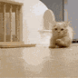 CatRun emote