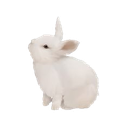 rabbitwatching emote