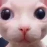 bingus86 emote