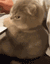 angrycat emote