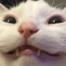 cat_smile Emote