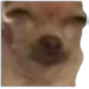 Chihuahua emote