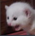screamingcar Emote