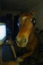 horsespooked emote