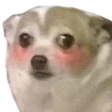 CAT_NekoKawaii emote