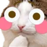 CatBlush emote
