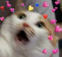 cat_fear Emote