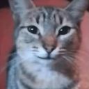 smirk_cat emote