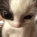 mad emote