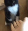 cat_highfive emote