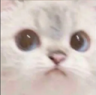 CAThmm emote