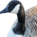 farmgoose Emote
