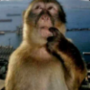 ohiothinking emote