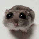 bisexual_hamster Emote