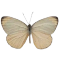 vintagebutterfly Emote