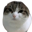 Wawa emote