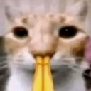 catpray Emote