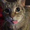 gato Emote