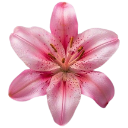 000_lily emote